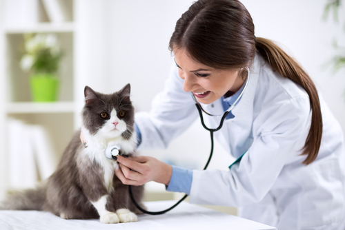 cuidado de gatos mayores veterinario