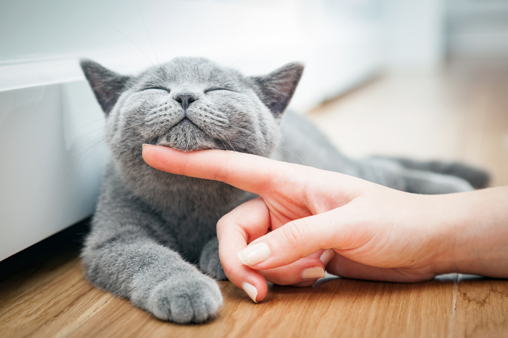 cuidados básicos para gatos mayores