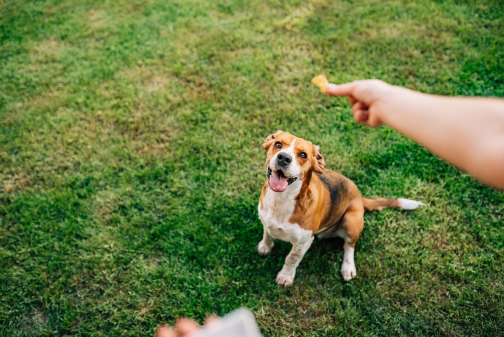 recompensa galletas para perros