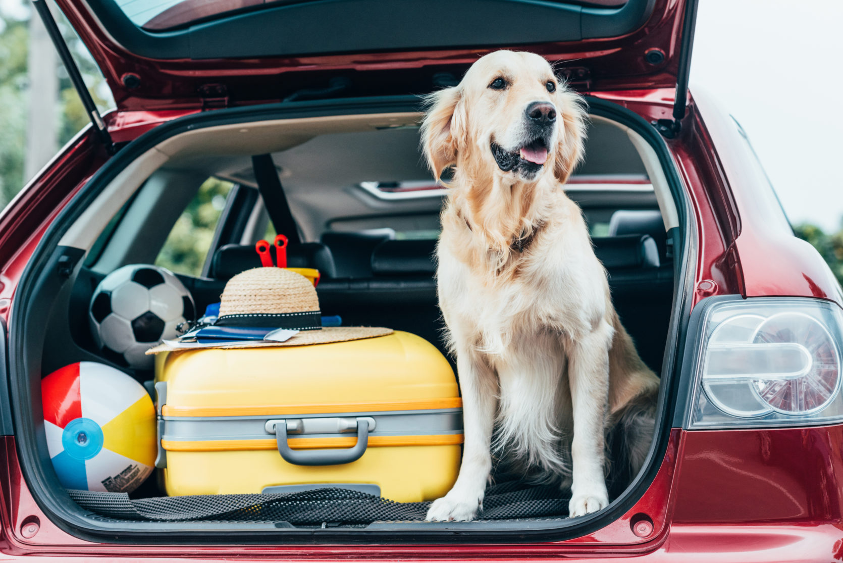 vacaciones con tu mascota