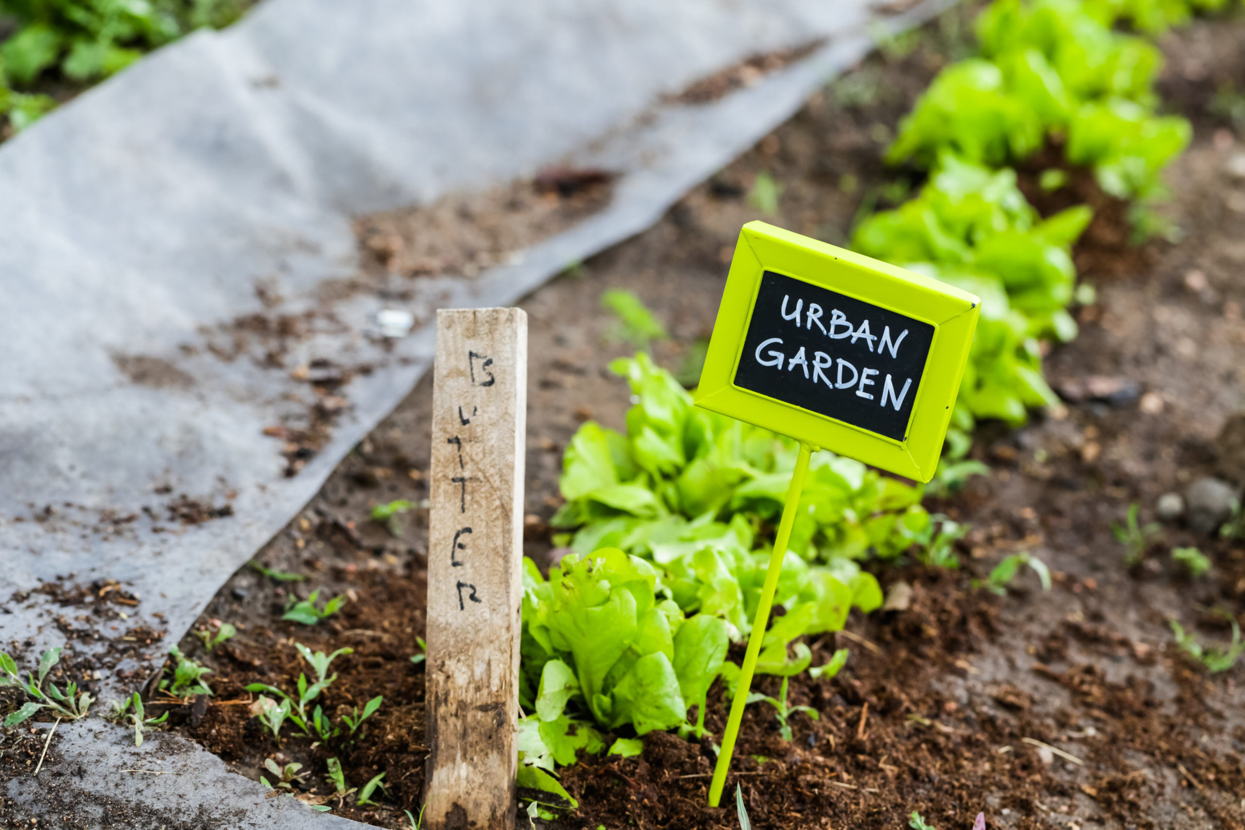 cultivar en casa garden box