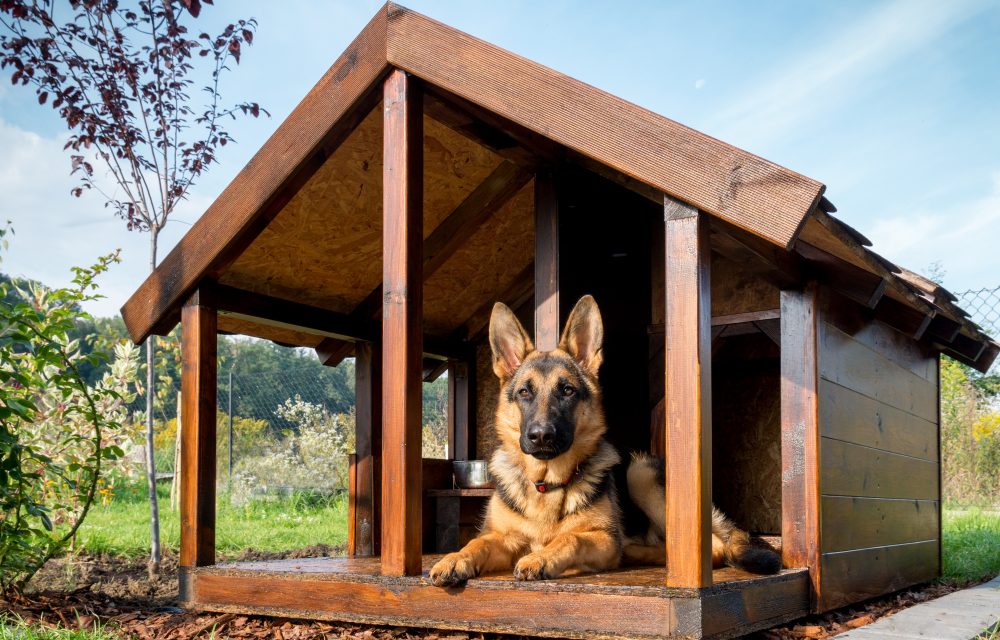 albergue para perros