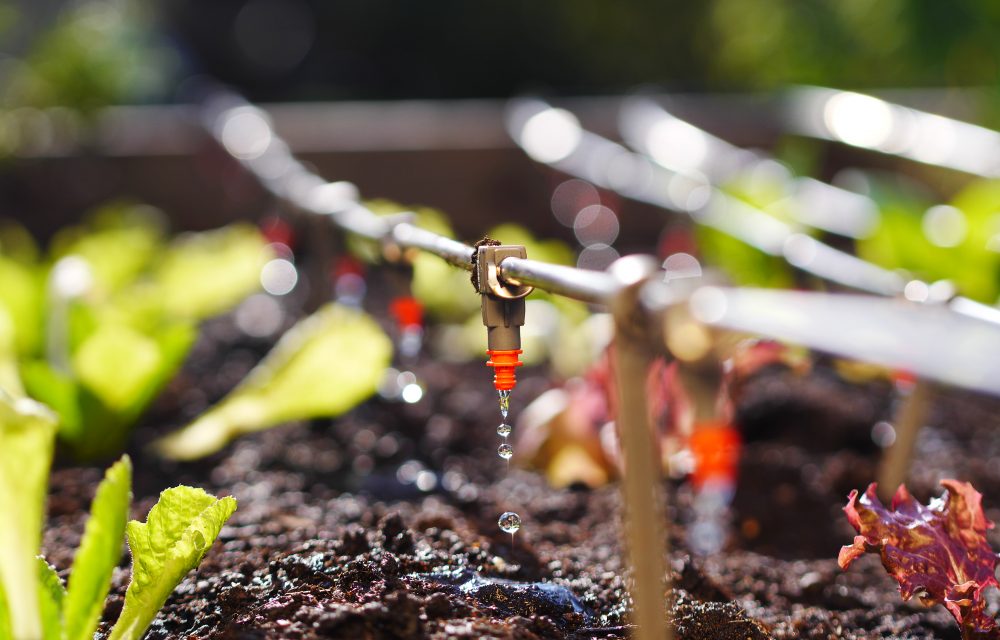 regar plantas ahorrando agua