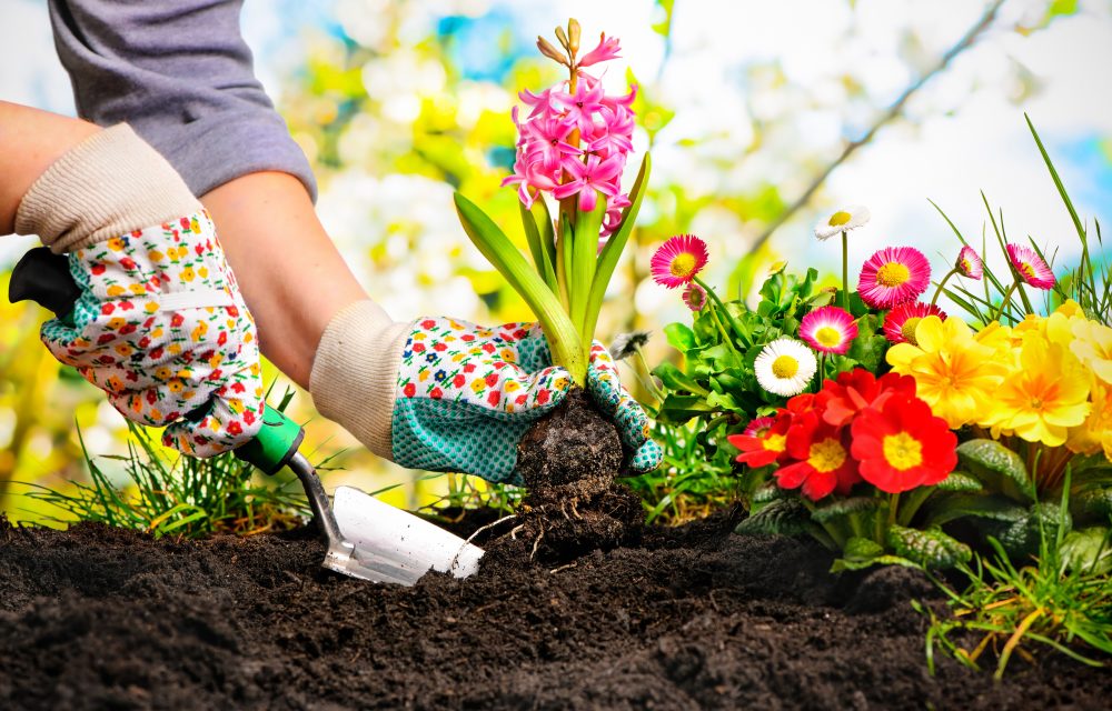 flores para sembrar en septiembre