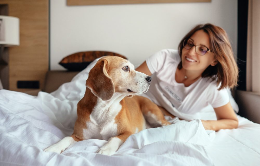 hotel pet friendly vacaciones con tu mascota